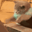typing cat
